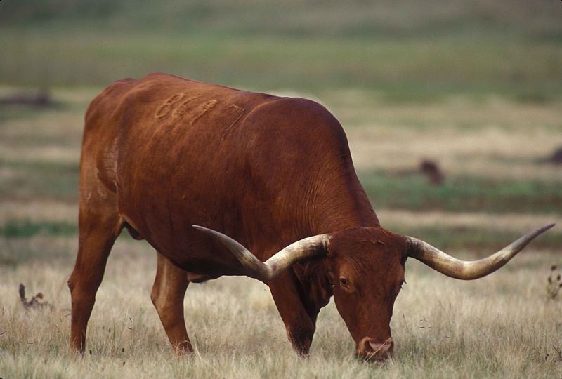 Texas longhorn cattle bull